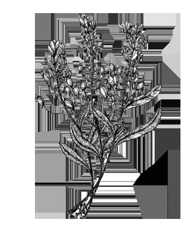 Botanical illustration