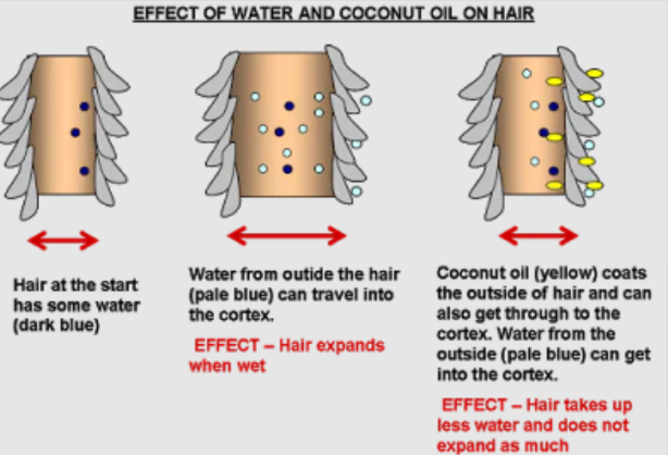 The Truth About Coconut Oil and Hair Moisture